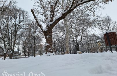 Aradul în alb (14)
