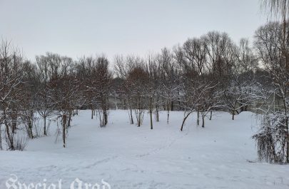 Aradul în alb (16)
