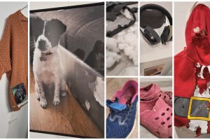 Oh no Art expoziție inedită cu artiști patrupezi, la After 5