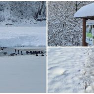 Iarna în Lunca Mureșului: administrația parcului avertizează asupra hrănirii păsărilor sălbatice