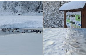 Lunca Mureșului iarna