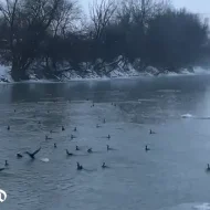 Zeci de cormorani au „pus stăpânire” pe râul Mureș, în centrul Aradului | Video