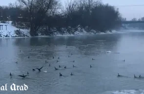 cormorani pe Mureș
