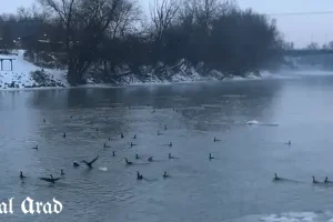 cormorani pe Mureș