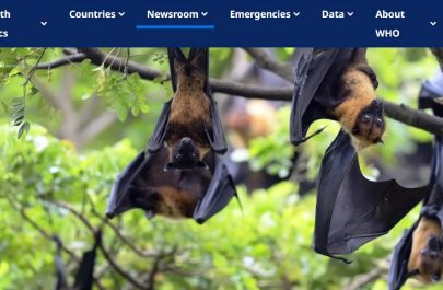 nipah virus