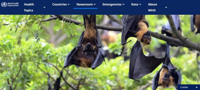 nipah virus