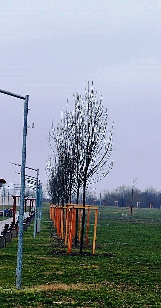 Poza pentru articolul Mărului, zona din Arad unde dispar copacii