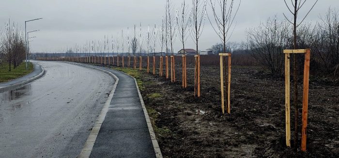 Poza pentru articolul Mărului, zona din Arad unde dispar copacii