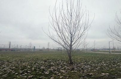 marului februarie 6
