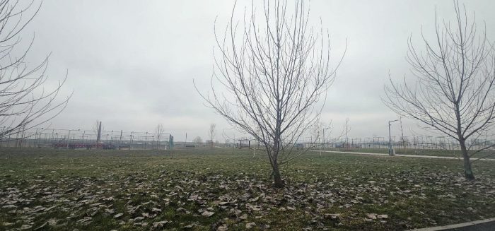 Poza pentru articolul Mărului, zona din Arad unde dispar copacii