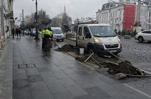 copacii Arad