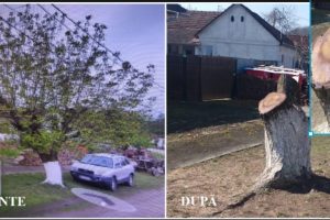 POVESTEA NUCULUI DIN HĂLMAGIU