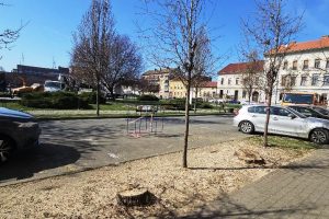 11 arbori Parcul Reconcilierii