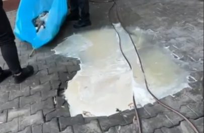 canal cu grăsime curte