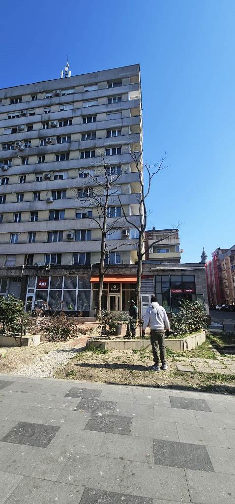 Poza pentru articolul FOTO. Luni, în Arad: au tăiat cei 12 copaci otrăviți de la Libelula și au făcut schițe pentru viitorul parc de buzunar de aici