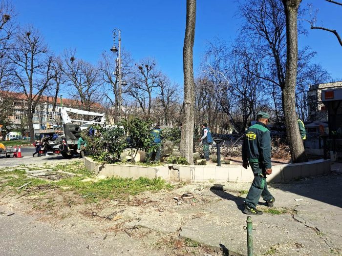 Poza pentru articolul FOTO. Luni, în Arad: au tăiat cei 12 copaci otrăviți de la Libelula și au făcut schițe pentru viitorul parc de buzunar de aici