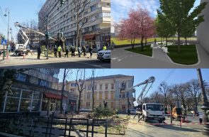Libelula copaci tăiaţi parc Arad
