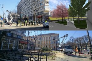 Libelula copaci tăiaţi parc Arad