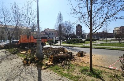 trunchiuri arbori reconcilierii 3