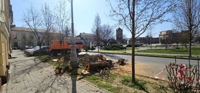 trunchiuri arbori reconcilierii 3