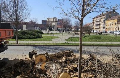 trunchiuri arbori reconcilierii