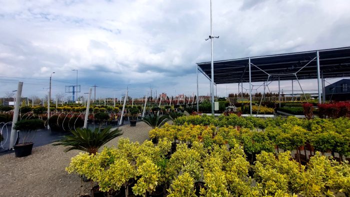 Poza pentru articolul N-ai cum să nu te-ndrăgostești de Landisa! Un spectaculos Garden Center s-a deschis la ieșirea din Arad