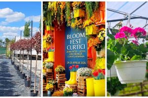 Bloom Fest