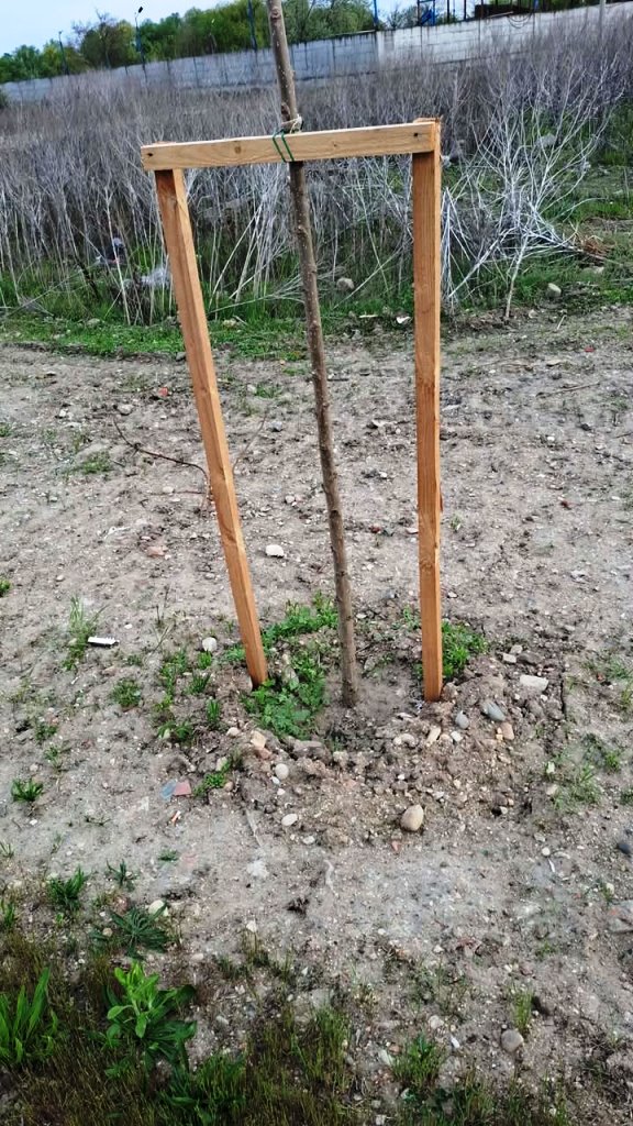 copaci marului neudati 3