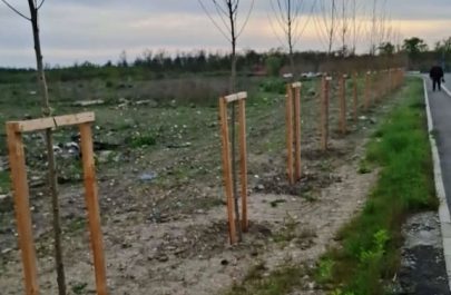 copaci marului neudati
