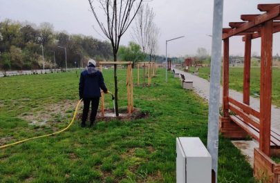 copaci udati Rogera Marului