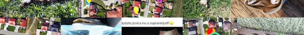 pisici otravite Arad