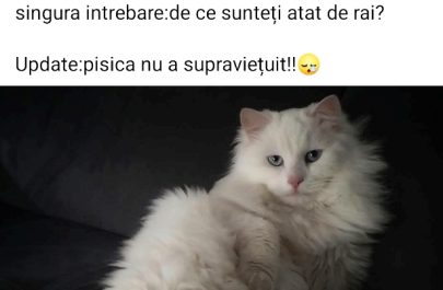 pisici otravite facebook bun