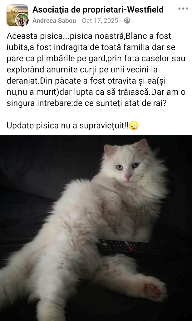 pisici otravite facebook bun