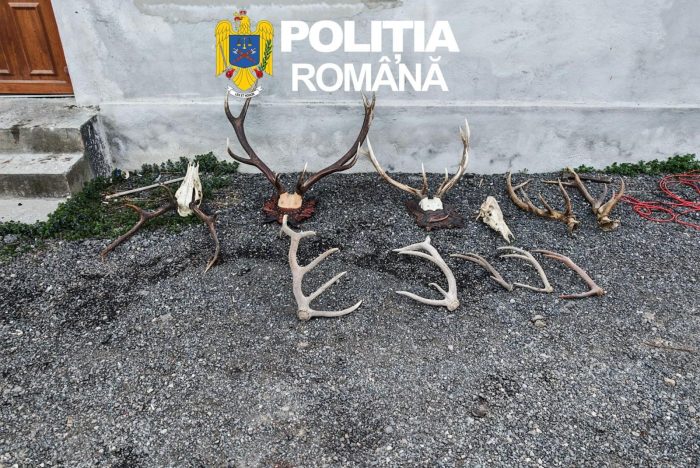 Poza pentru articolul VIDEO. Descinderi de amploare în județul Arad: arme ilegale, muniție și sute de trofee, descoperite de polițiști (FOTO)