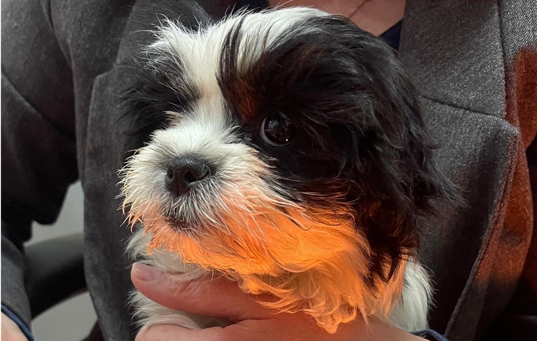 Poza pentru articolul Reținut pentru furtul unui cățel pe care intenționa să îl ofere cadou