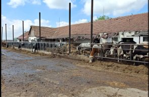 Fermă de bovine din județul Arad, amendată cu 65.000 de lei după un control al Gărzii de Mediu