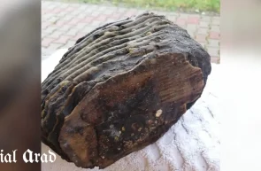 Molar de mamut descoperit la Zăbrani - recompensă