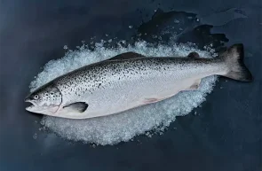 Somonul atlantic