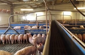 PORKPROD MUSCA INSOLVENTA