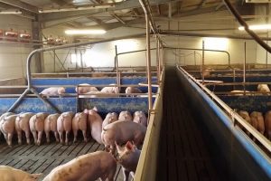 PORKPROD MUSCA INSOLVENTA