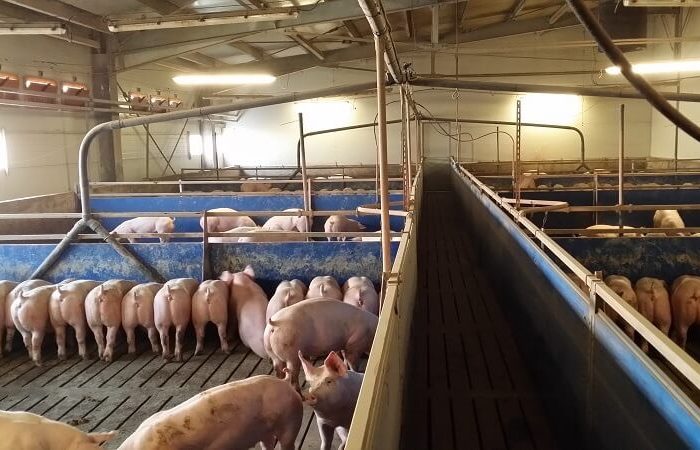 O nouă insolvență de răsunet în Arad: PORKPROD, compania lui Bogdan Călin Muscă, a intrat în insolvență. Pierderi de peste 19 milioane de lei și datorii de peste 101 milioane de lei