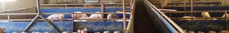 PORKPROD MUSCA INSOLVENTA