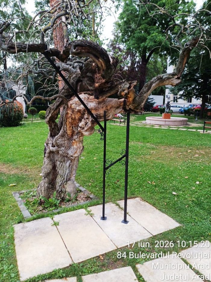 copac bujor buda 2