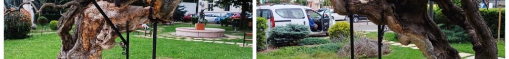 parcul copacii Bujor Buda