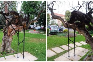parcul copacii Bujor Buda