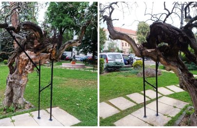 O mică victorie printre copacii bătrâni ai Aradului. Arborele din Parcul Bujor Buda, semnalat de Special Arad, a primit sprijin pentru viitor