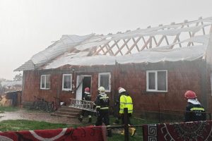 copaci rădăcini furtunii
