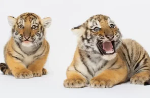 pui de tigru siberian Zoo Oradea