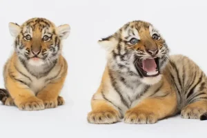 pui de tigru siberian Zoo Oradea