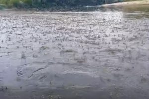 efemeride lunca mureșului